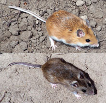 mouses or mice
