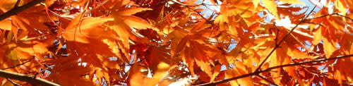 Mapleleaves.jpg
