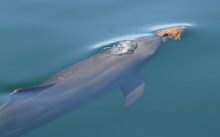 dolphin-sponge.jpg