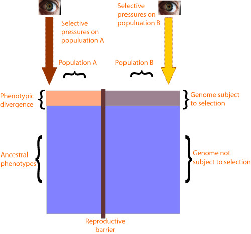 variationschematic.jpg