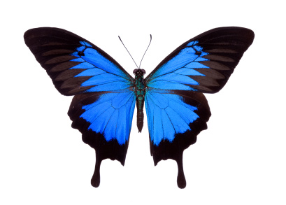 swallowtailb.jpg