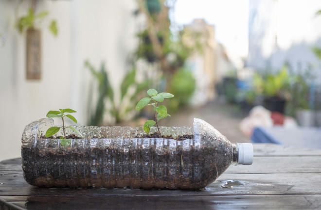 Plants in Bottle - Shutterstock