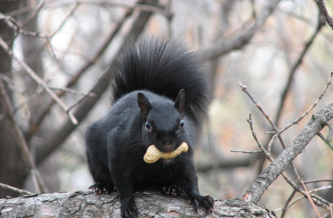 black squirrel