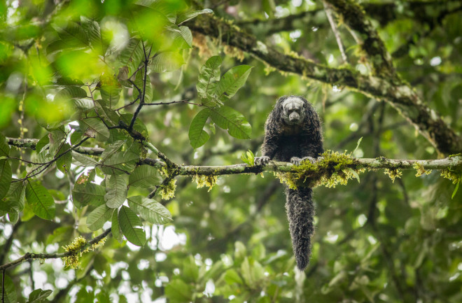 Saki monkey in Ecuador forest