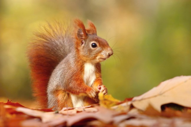 A Eurasian Red Squirrel Sitting Atop Autumn Leaves