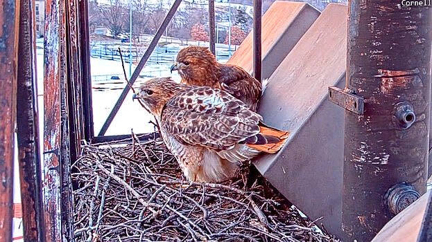 bird cams lab red tailed hawks