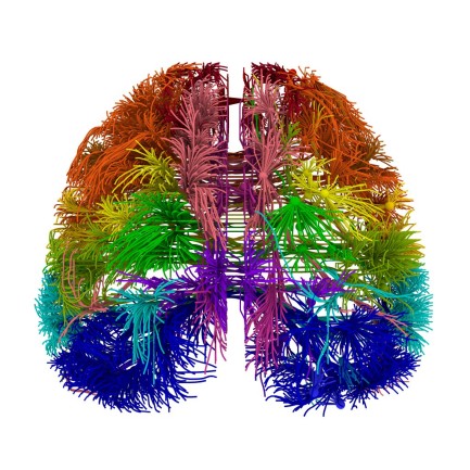 brain-map-top--1024x1024.jpg