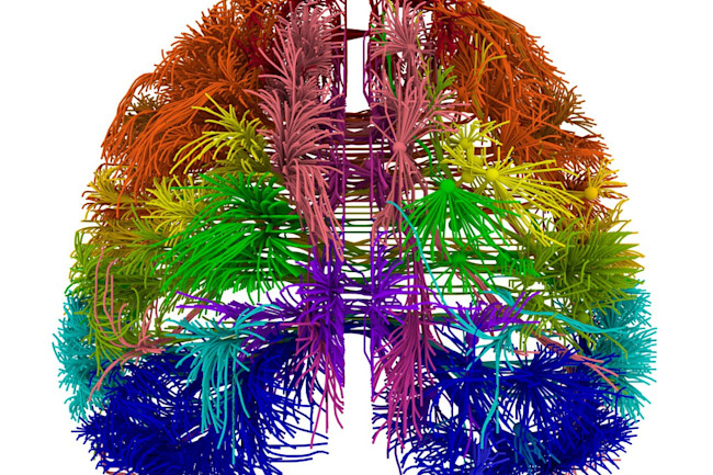 First Wiring Diagram Of Mouse Brain Created Discover Magazine