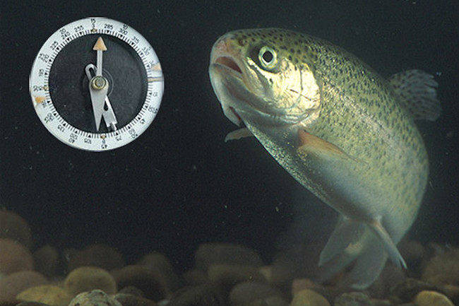 Trout.jpg