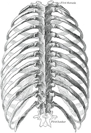 Rib-cage-300.jpg