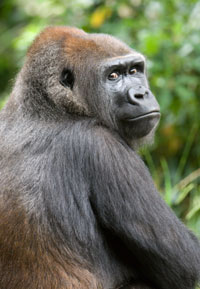 history of chimpanzee vs gorilla blood type