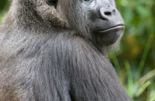 gorilla-2.jpg