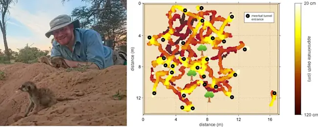 Kalahari meerkats file-20180131-131744-dqzl4f