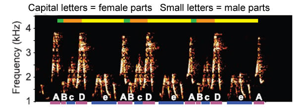 Wren_sonogram.jpg
