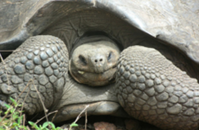 galapagos-tortoise.jpg