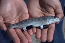 pacific-salmon.jpg