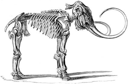 Mammothskeleton.jpg