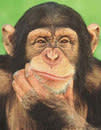 Chimp_thinking-thumb-102x130-42668.jpg