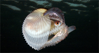 Argonaut.jpg