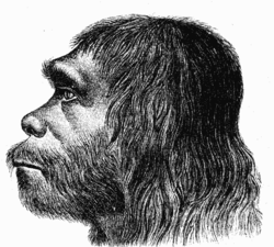 250px-Neanderthaler_Fund.png