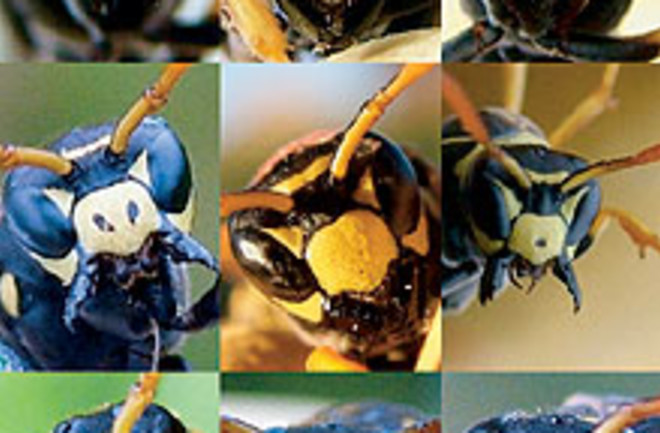 rd-wasps.jpg