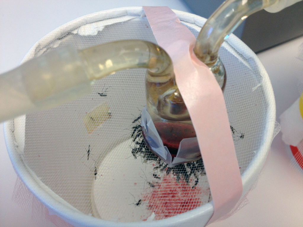 Warm Blood Mosquito Feeder - Will Betz