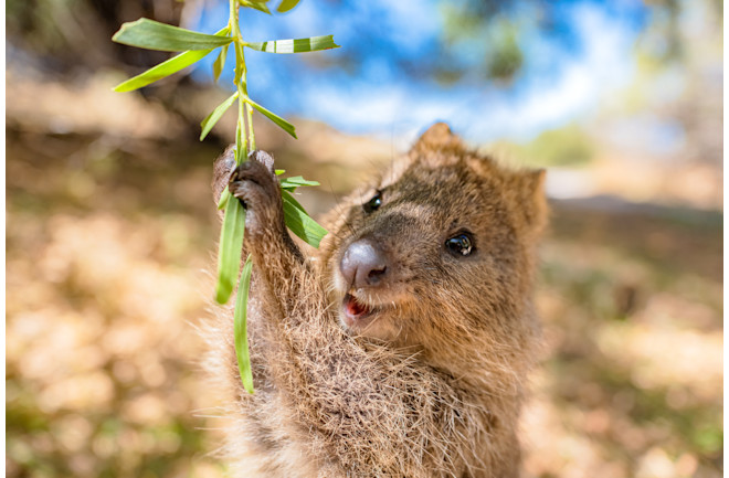 Quokka is enjoying a swing and being so happy, Rottnest island, Perth, Australia