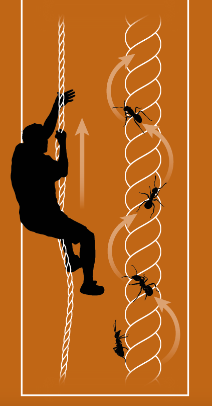 Ant Climber Extra Dimensions - Shutterstock elements