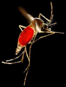 mosquito-flight.jpg