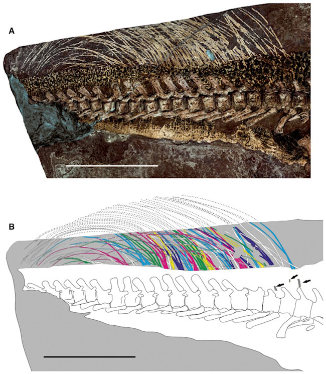 Psittacosaurus-tail-893x1024.jpg