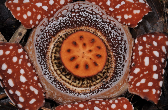 Rafflesialobata