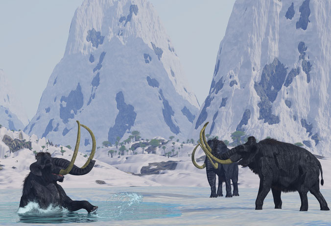 Woolly Mammoth Bachelors Skew The Fossil Record Discover Magazine