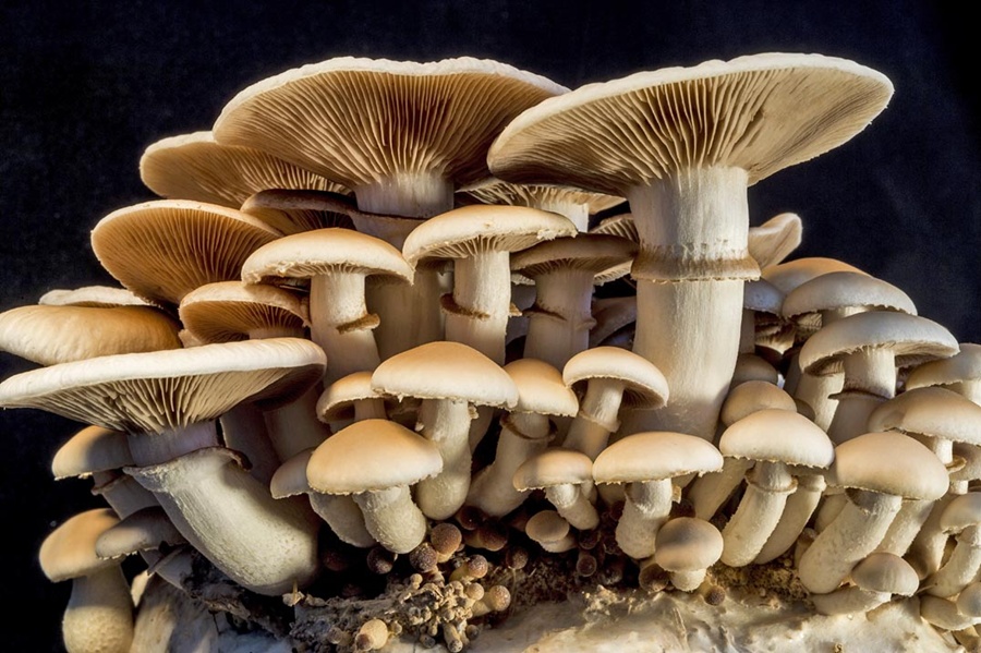 mushroom fungi