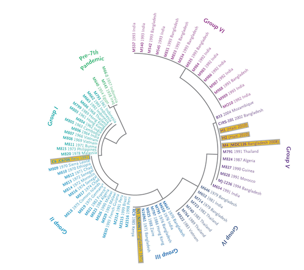 cholera-tree.png