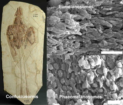 Confuciusornis_melanosomes.jpg