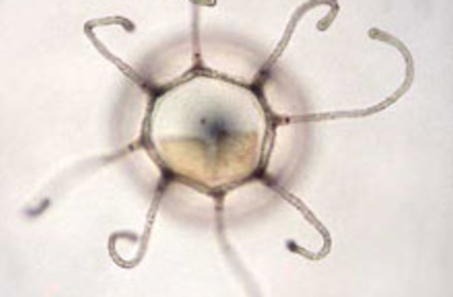 hydrozoa.jpg