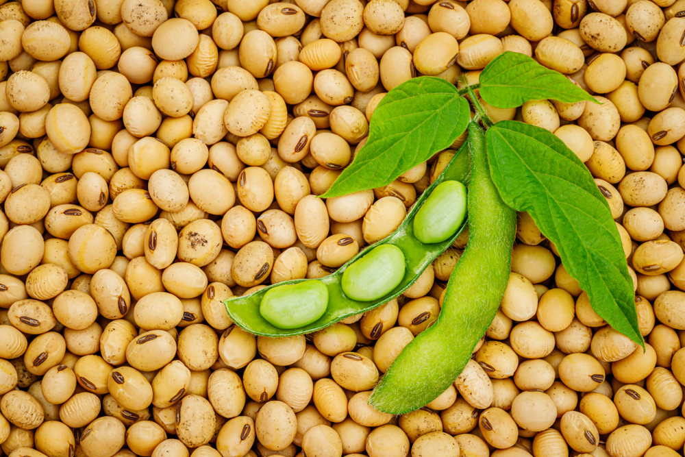 Soybean Meaning In English Dictionary