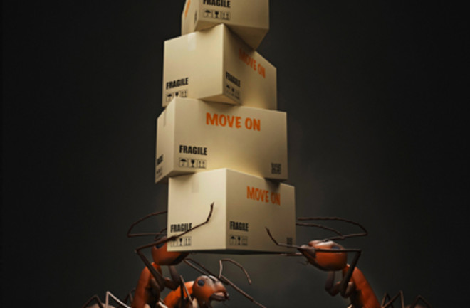 cargo-ants.jpg