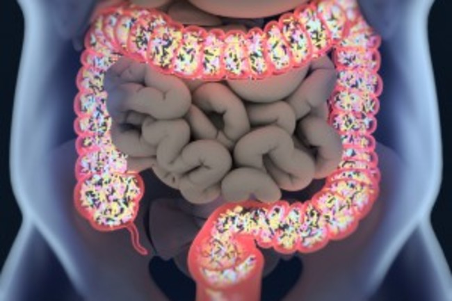 20 Things You Didn't Know About Digestion | Discover Magazine 20 Things You Didn't Know About Digestion | Discover Magazine