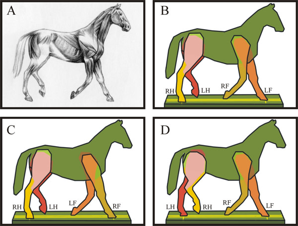 anatomy-horse600.jpg