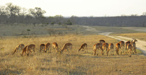 Impala_sunset.jpg