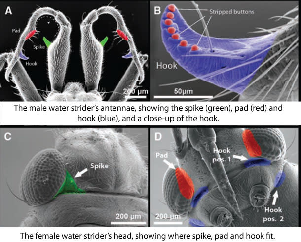 Water_strider_close-up.jpg