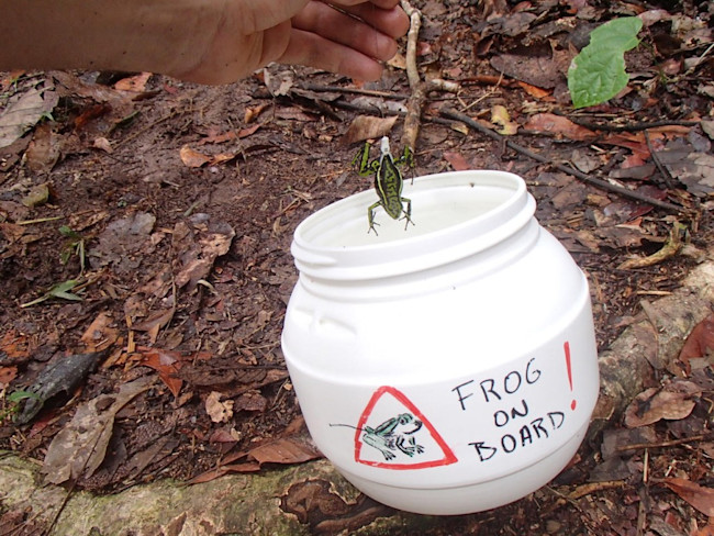 frog-bucket-1024x768.jpg