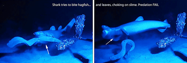 Hagfish_shark.gif