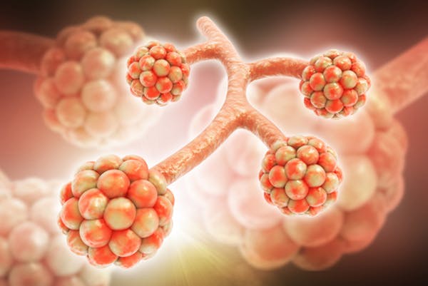 A 3-D illustration of alveoli. (Credit: RAJ CREATIONZS/Shutterstock.com)