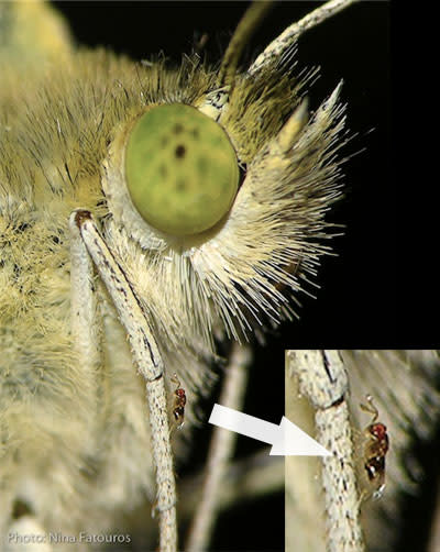Trichogramma_butterfly.jpg