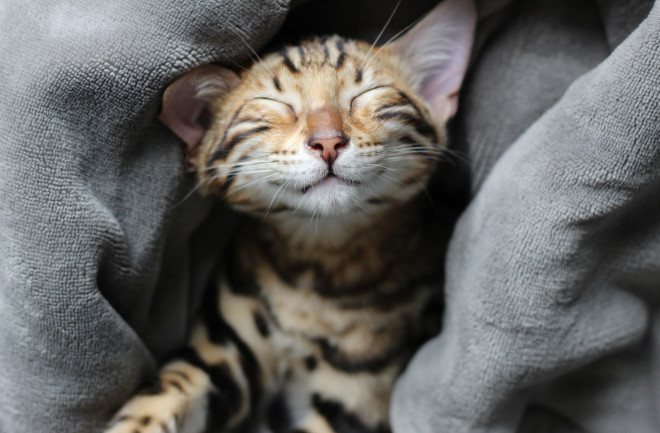 happy cat purring