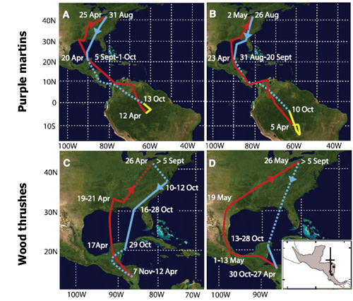 Migrationroutes.jpg