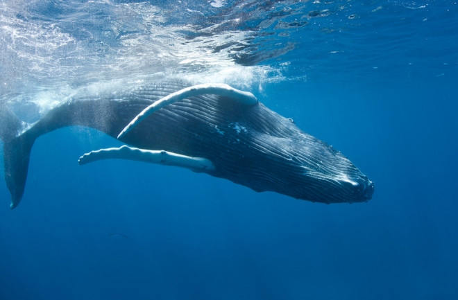 Humpback Swimming