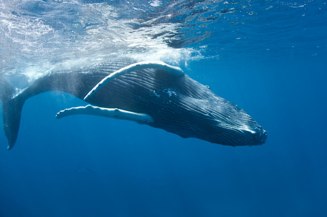 How A 50 Foot Long Humpback Whale Sneaks Up On Prey Discover